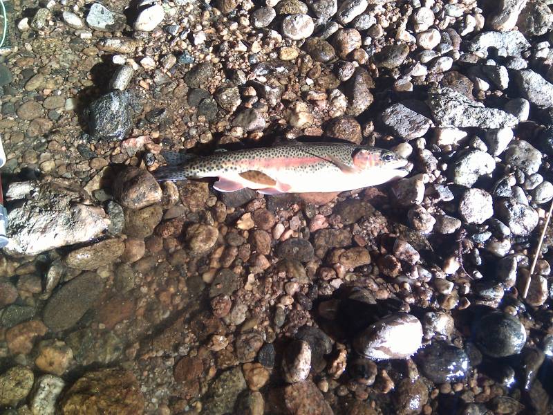 Rainbow trout in Granby