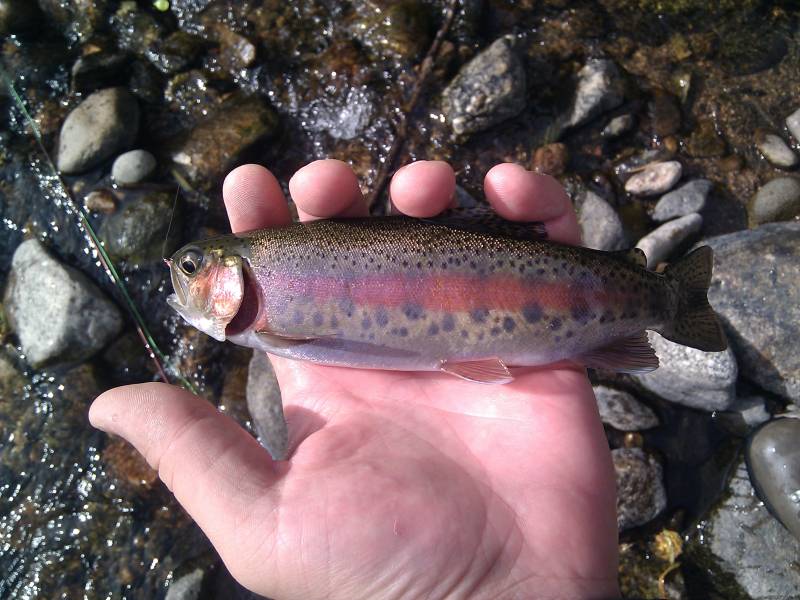 Rainbow trout in Timnath