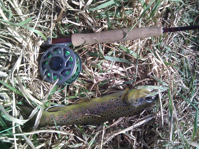 Brown trout in Timnath
