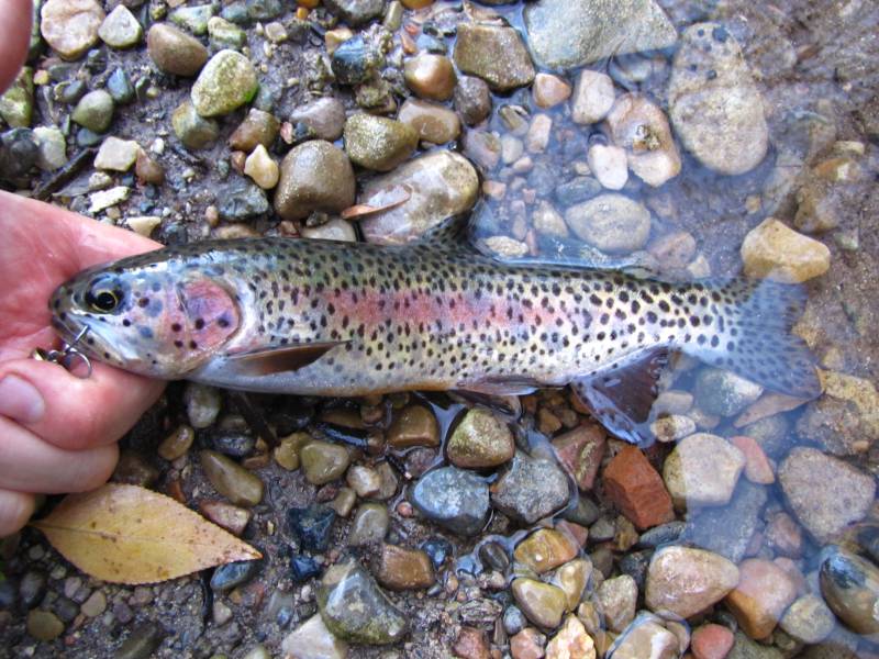 Rainbow trout in Salt Lake County