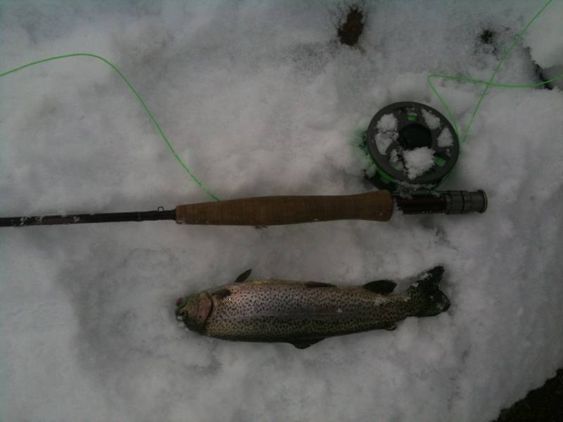 Rainbow trout in Kremmling