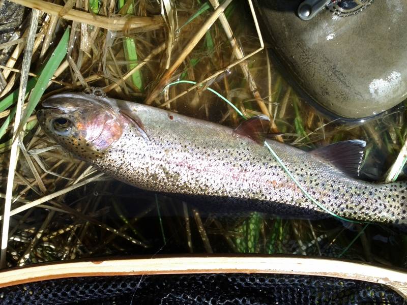 Rainbow trout in Timnath