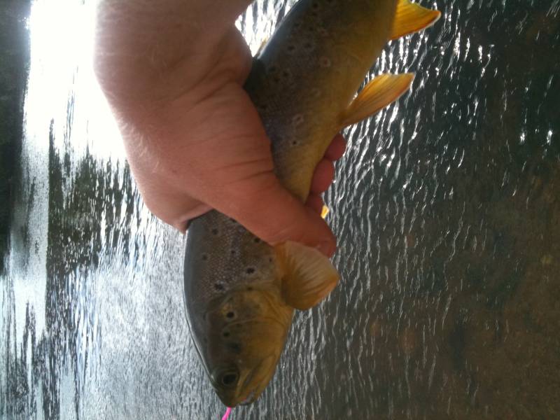 Cutthroat trout in Timnath