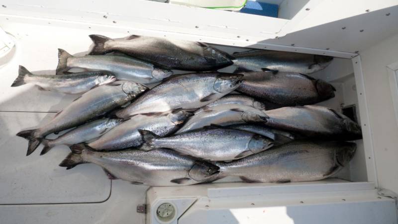 King salmon in Wisconsin