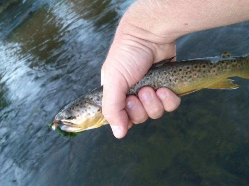 Brown trout in Timnath