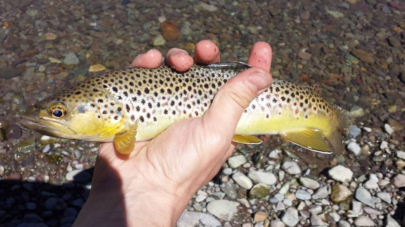 Brown trout in California