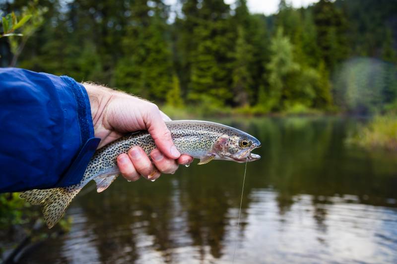 Rainbow trout in Maupin