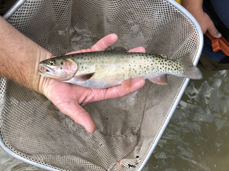 Cutthroat trout in Utah