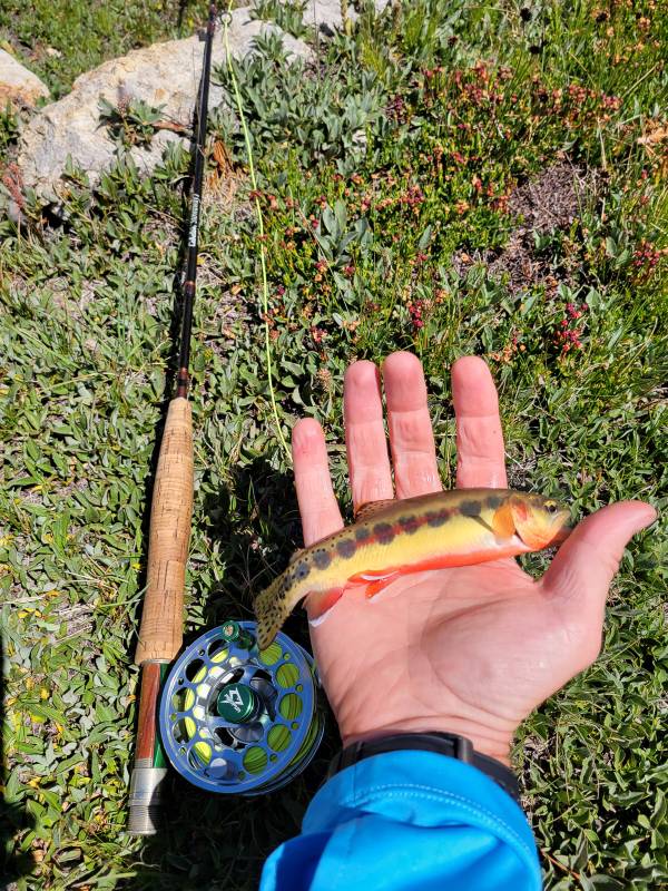 Golden trout in California