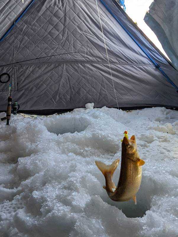 Lake trout in Kremmling