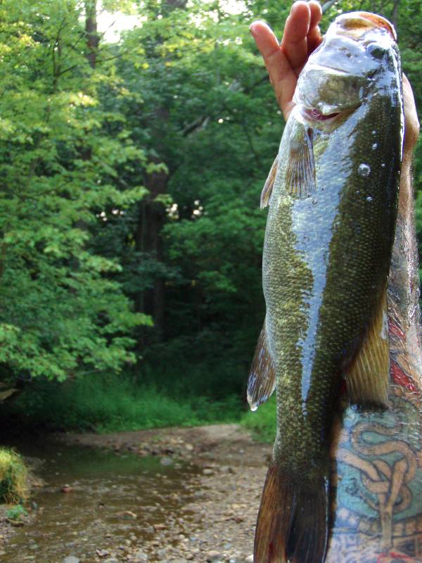 Smallmouth bass in Columbus