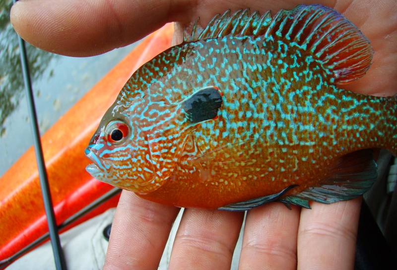 Pumpkinseed sunfish in Franklin County