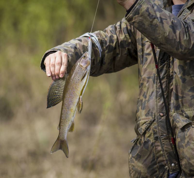 Arctic grayling in United States