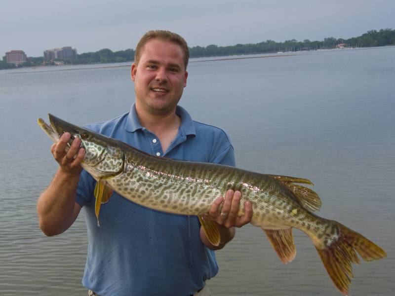 Tiger muskellunge in Eagan