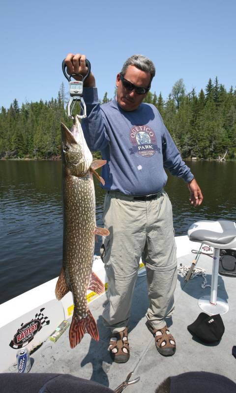 Northern pike in Michigan