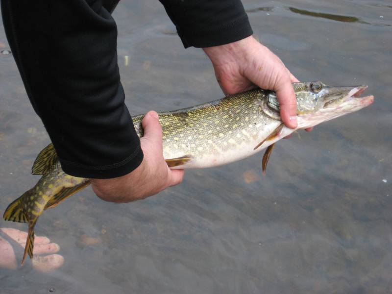 Northern pike in Willow Flowage
