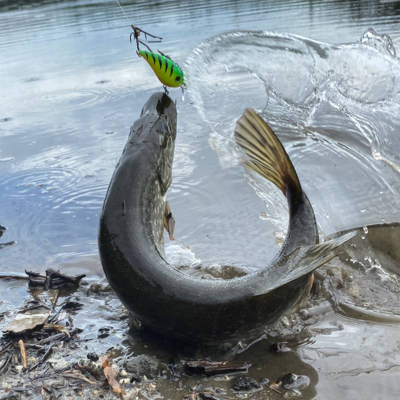 Northern pike in United States