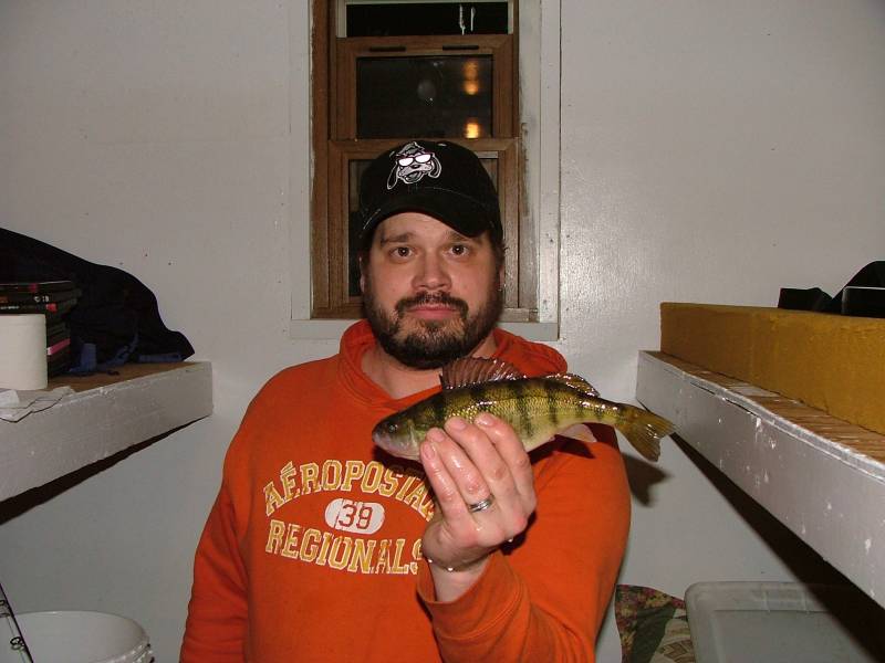 Yellow perch in Minnesota