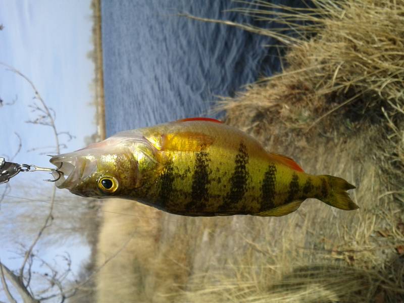 Yellow perch in Berthoud