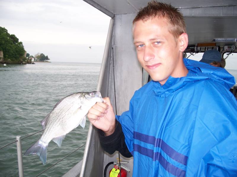 White bass in Lake Erie