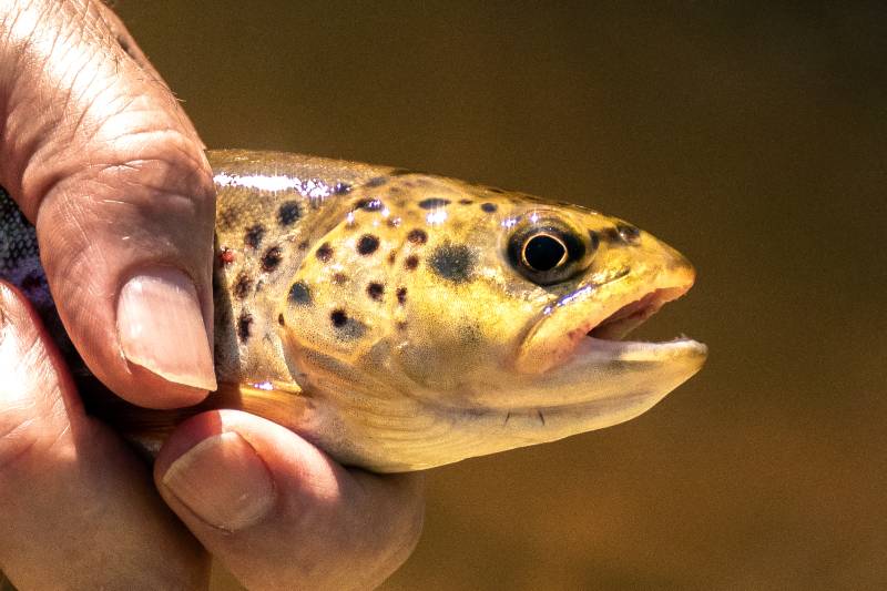 Brown trout in California
