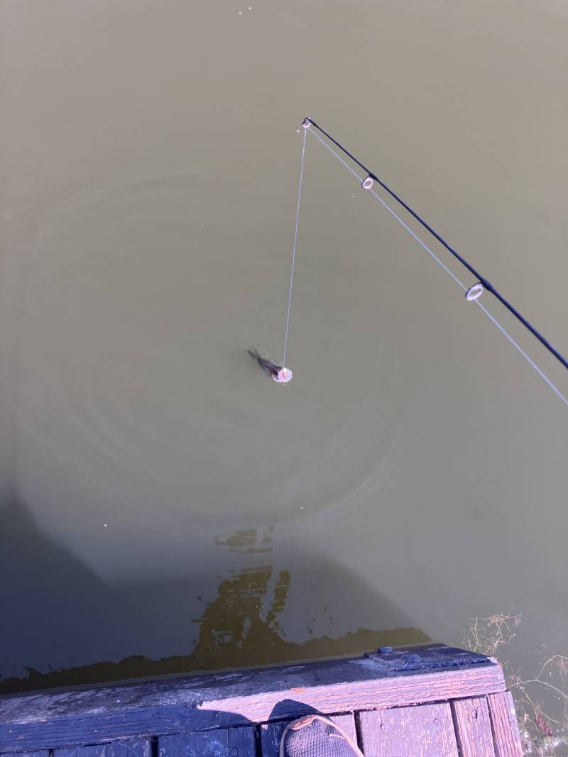 Black crappie in Loomis