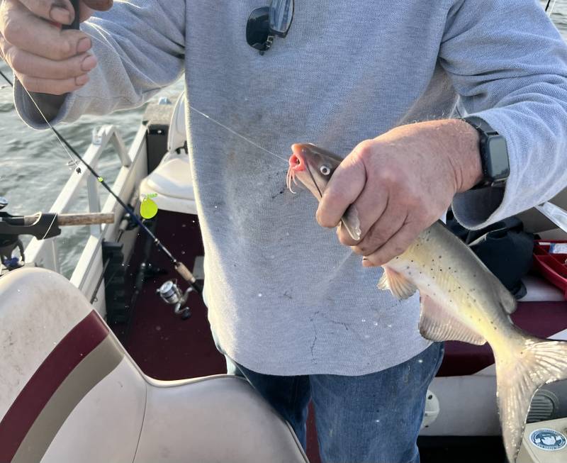 Channel catfish in United States