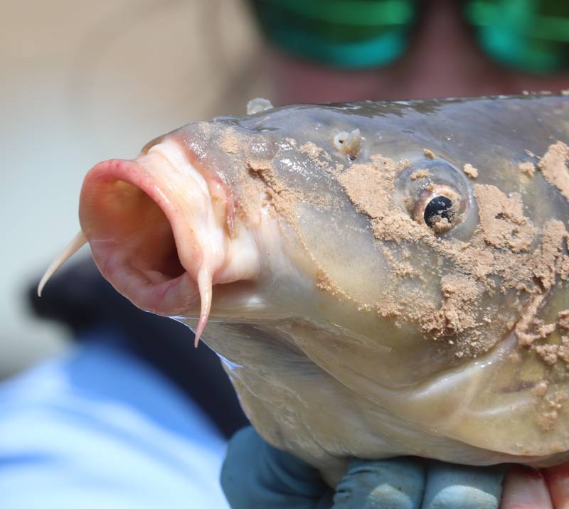 Common carp in Baytown