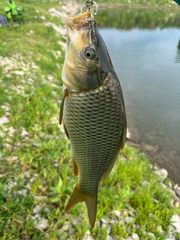 Common carp in United States