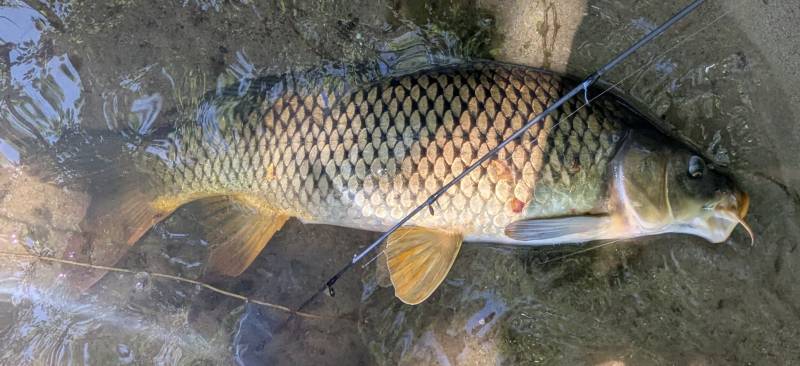 Common carp in Swartz Creek