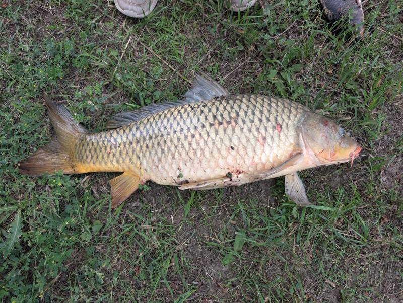 Common carp in Davison County