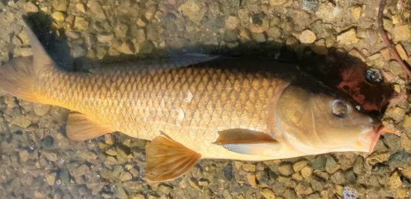 Common carp in Swartz Creek