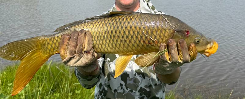 Common carp in Texas