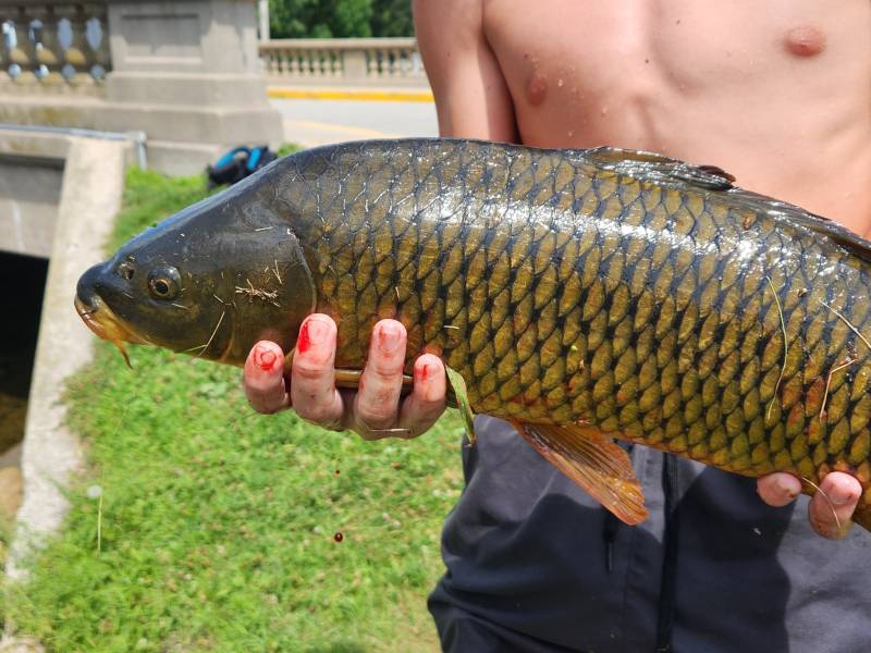 Common carp in Wisconsin