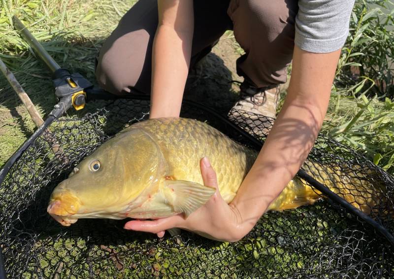 Common carp in Oxford