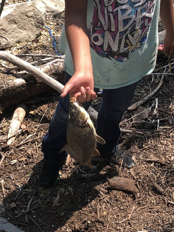 Common carp in Grapevine