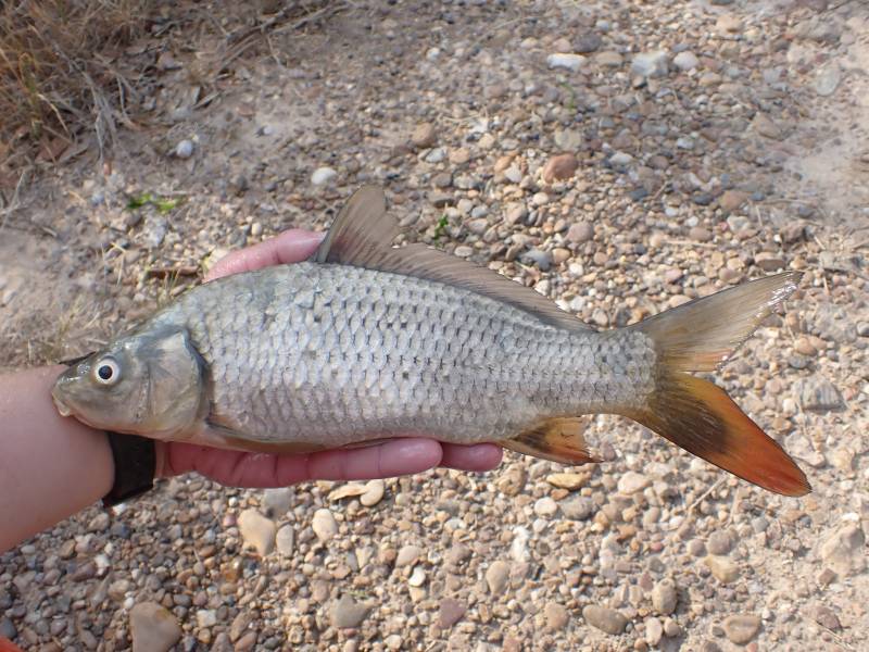 Common carp in Laredo