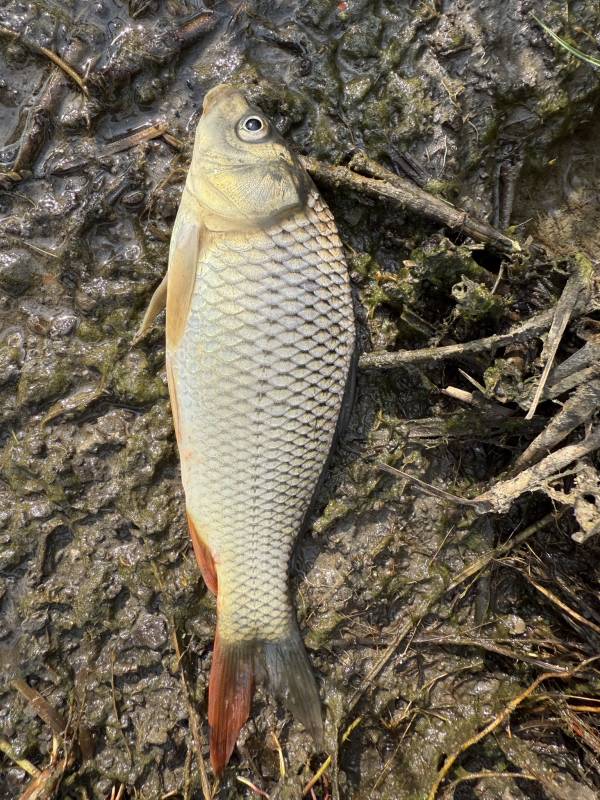 Common carp in United States