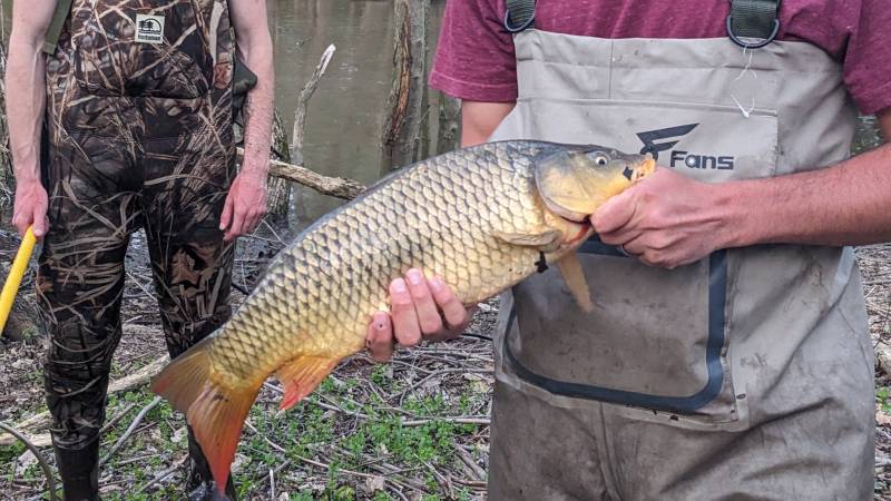 Common carp in Johnstown