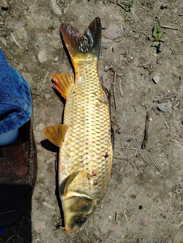 Common carp in Fountain