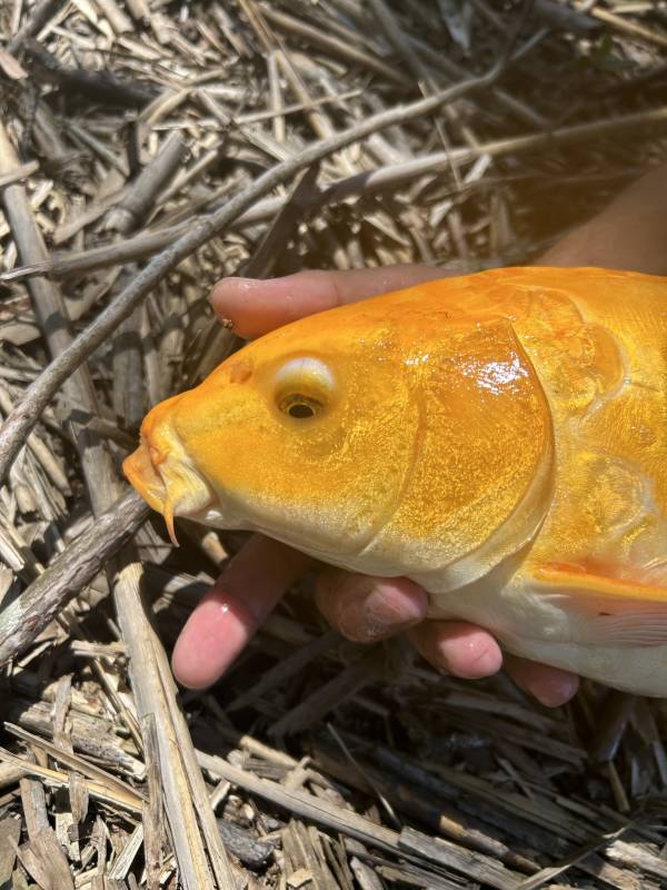 Common carp in Milford