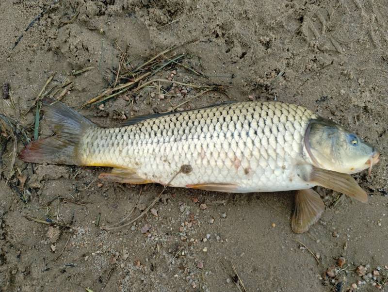 Common carp in Fountain
