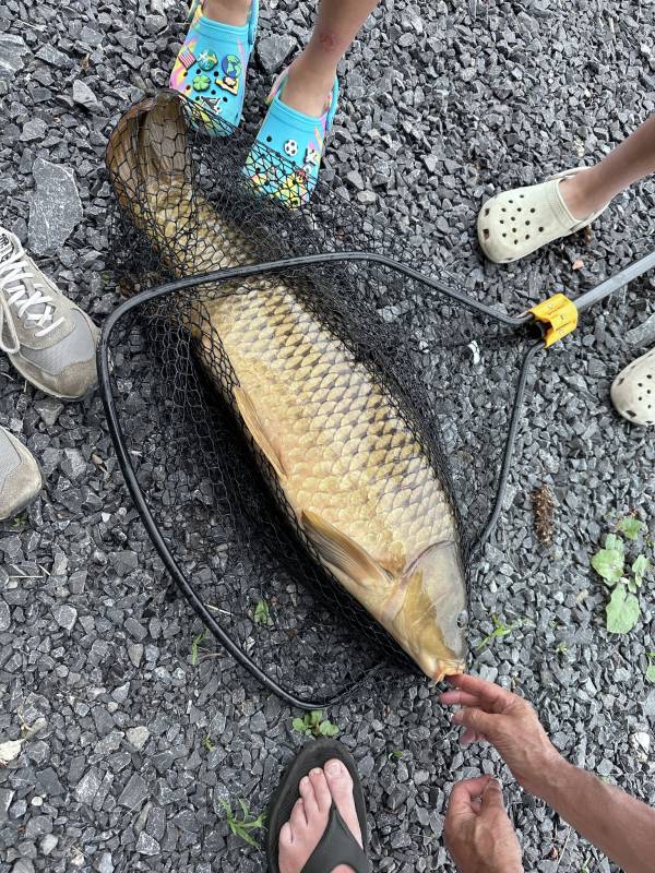 Common carp in Village of Penn Yan