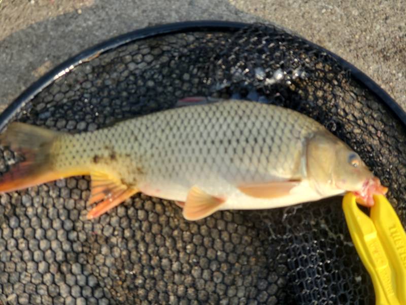 Common carp in Lawrence