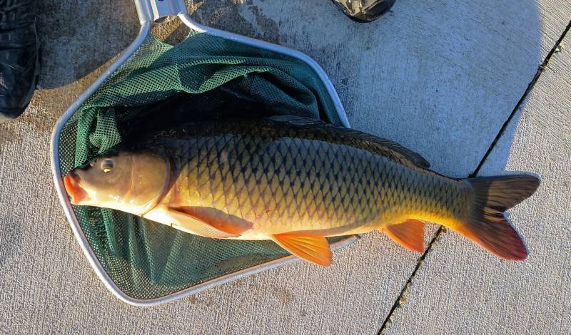 Common carp in Wheaton
