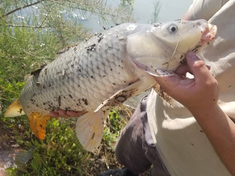 Common carp in Utah County