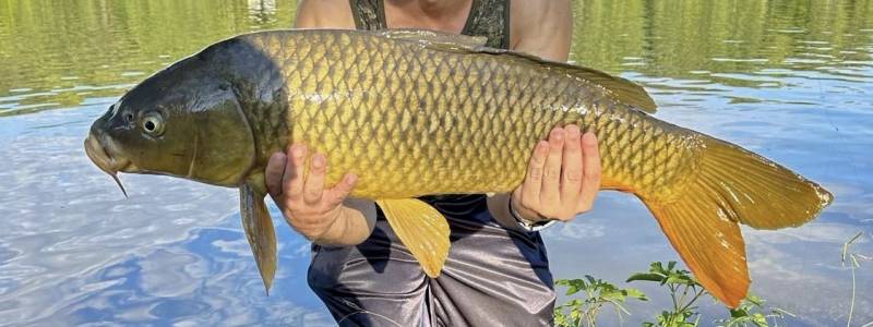 Common carp in Liberty Hill