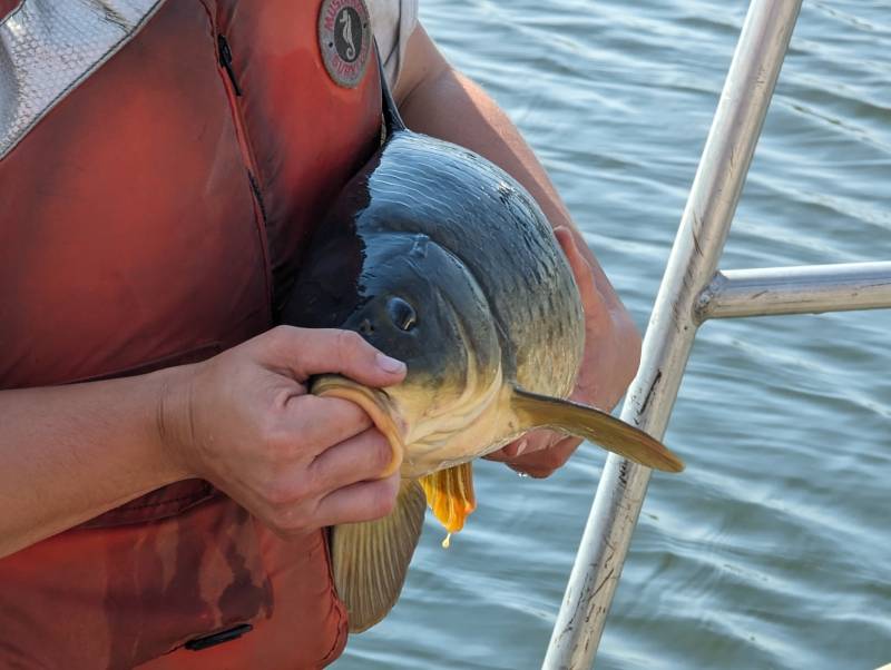 Common carp in La Crosse County