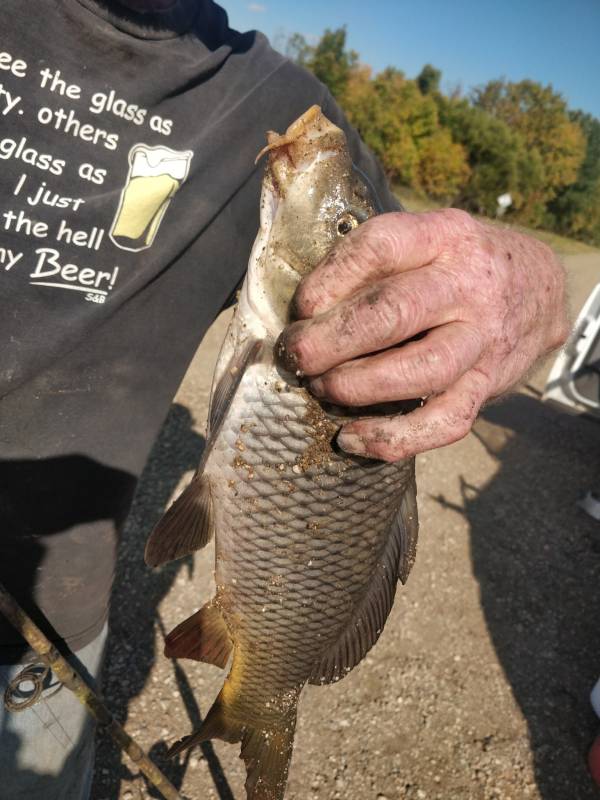 Common carp in Mitchell