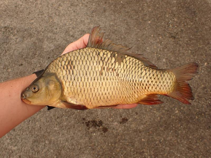 Common carp in Rio Grande